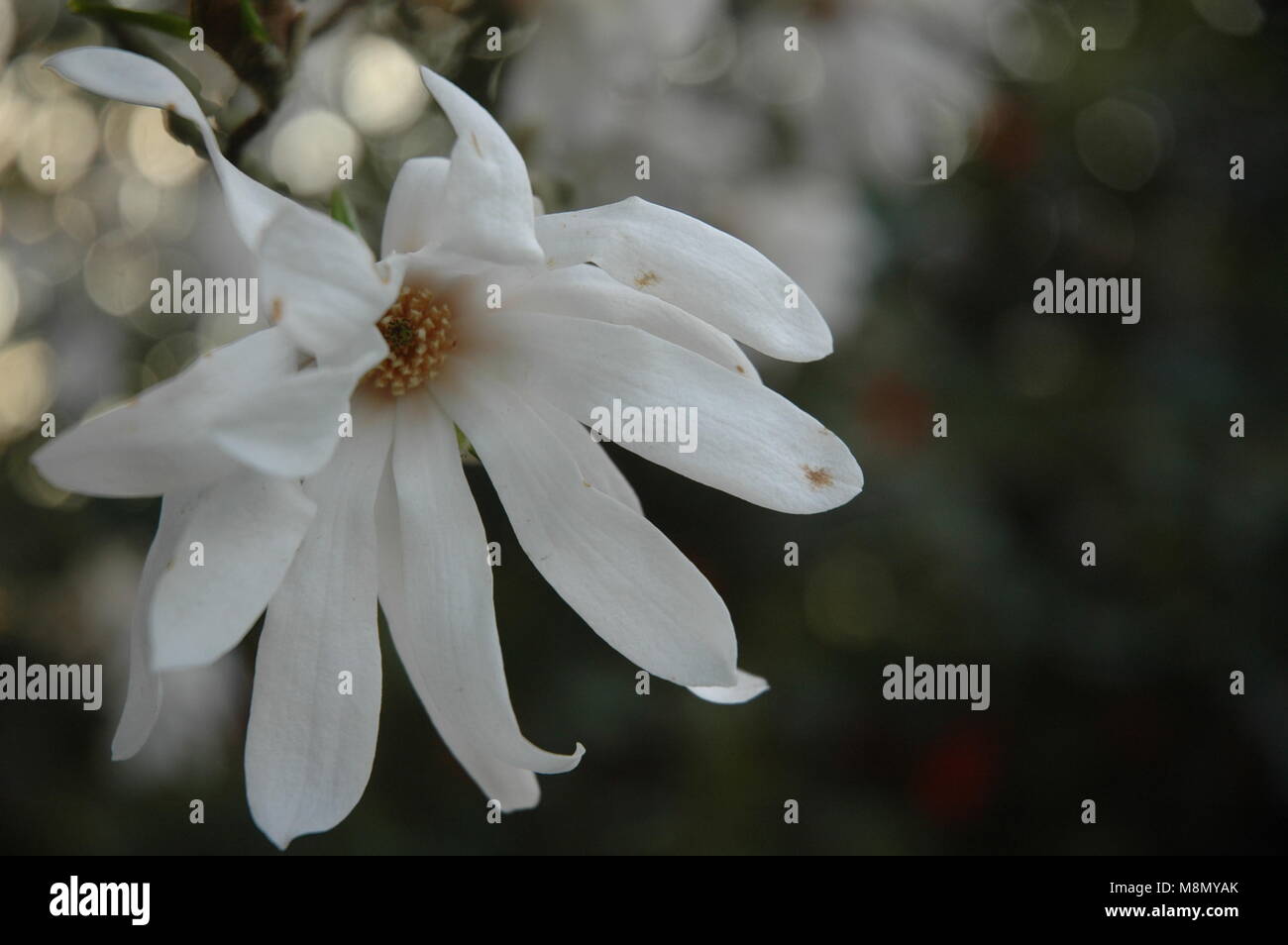 Close-ups de hermosos arreglos florales de invierno y primavera. Foto de stock