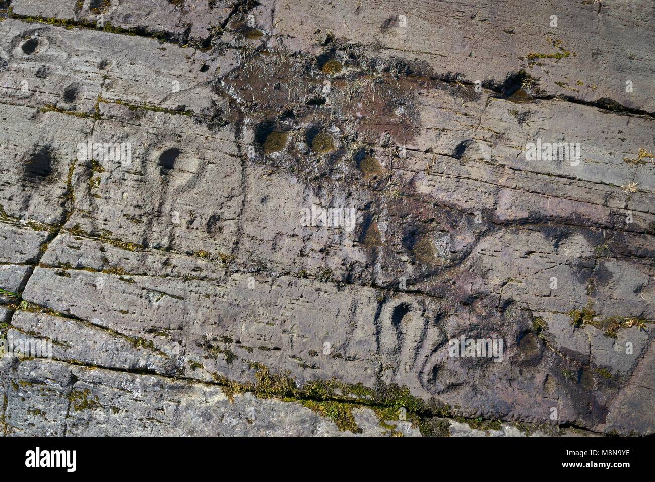 Las marcas de anillo y copa arte rupestre Neolítico prehistórico en el afloramiento de roca natural en Kilmichael Glassary en Valle Kilmartin, Argyll, Escocia, Reino Unido Foto de stock