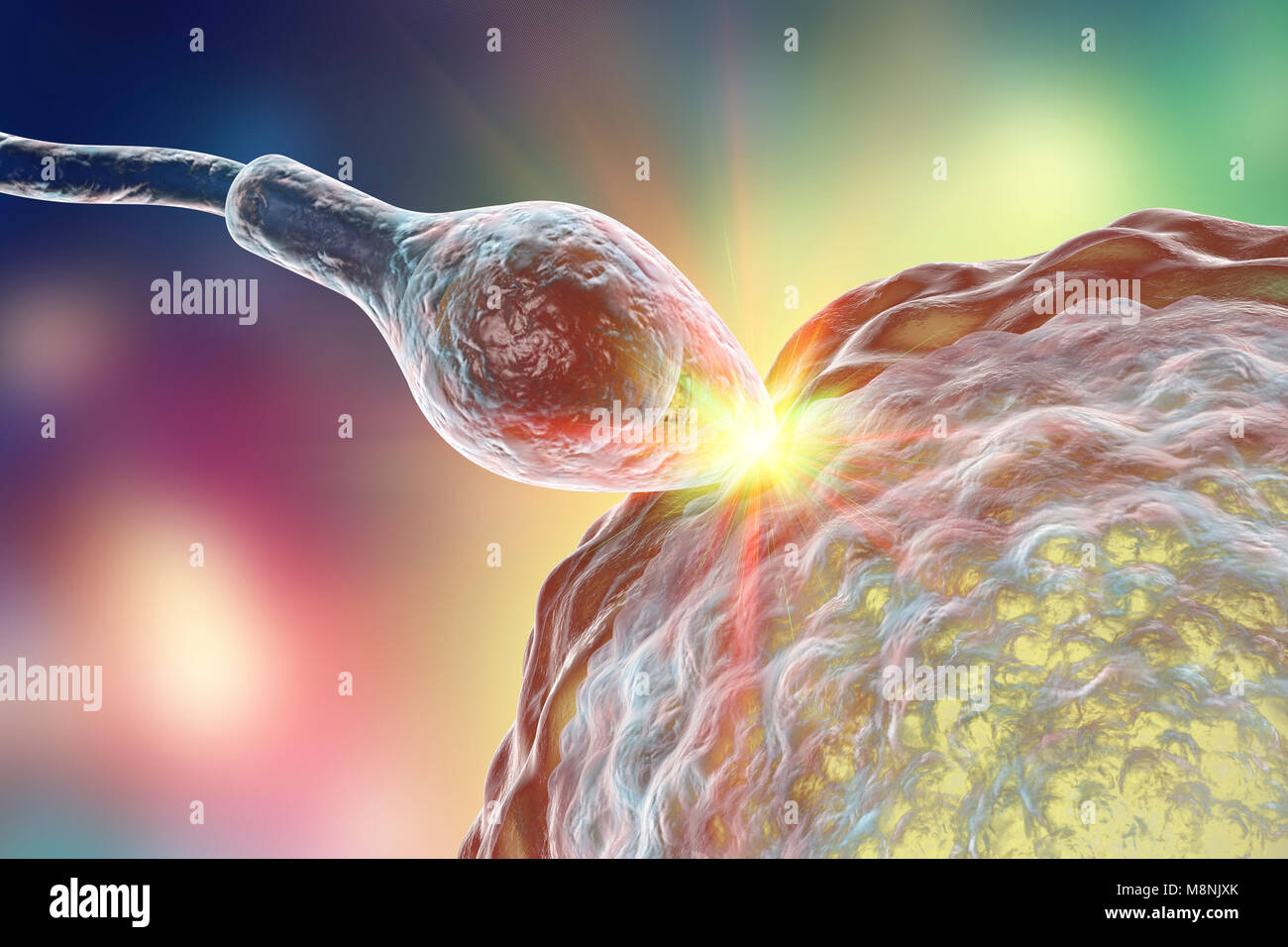 Espermatozoide fertilice el huevo, equipo de ilustración. El espermatozoide tiene una cabeza ovalada y un cabello como tail que bate con un movimiento de latigazo cervical para nadar. La mujer humana produce generalmente un solo huevo grande del ovario, mientras que el macho libera unos 300 millones de espermatozoides mucho menor. Los espermatozoides viajan a través del útero (matriz) y las trompas de falopio para llegar al óvulo. El espermatozoide debe penetrar una capa gruesa alrededor del huevo; esta penetración es ayudada por enzimas contenidas en la cabeza del espermatozoide. Sólo un espermatozoide puede fusionarse con el núcleo del huevo. Permite la fertilización material genético masculino y femenino para ser compartido. Foto de stock