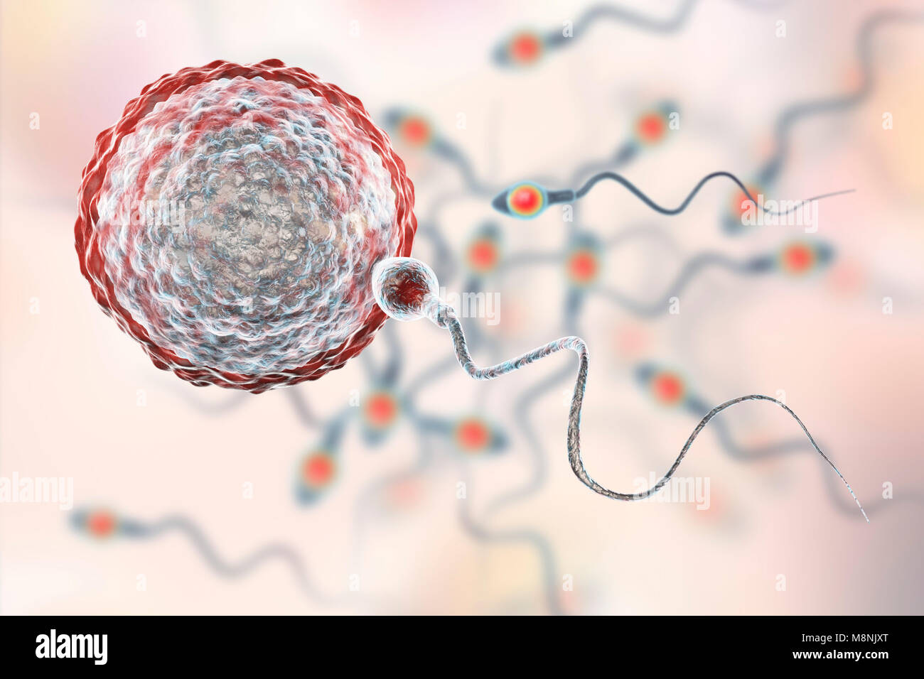 Espermatozoide fertilice el huevo, equipo de ilustración. El espermatozoide tiene una cabeza ovalada y un cabello como tail que bate con un movimiento de latigazo cervical para nadar. La mujer humana produce generalmente un solo huevo grande del ovario, mientras que el macho libera unos 300 millones de espermatozoides mucho menor. Los espermatozoides viajan a través del útero (matriz) y las trompas de falopio para llegar al óvulo. El espermatozoide debe penetrar una capa gruesa alrededor del huevo; esta penetración es ayudada por enzimas contenidas en la cabeza del espermatozoide. Sólo un espermatozoide puede fusionarse con el núcleo del huevo. Permite la fertilización material genético masculino y femenino para ser compartido. Foto de stock