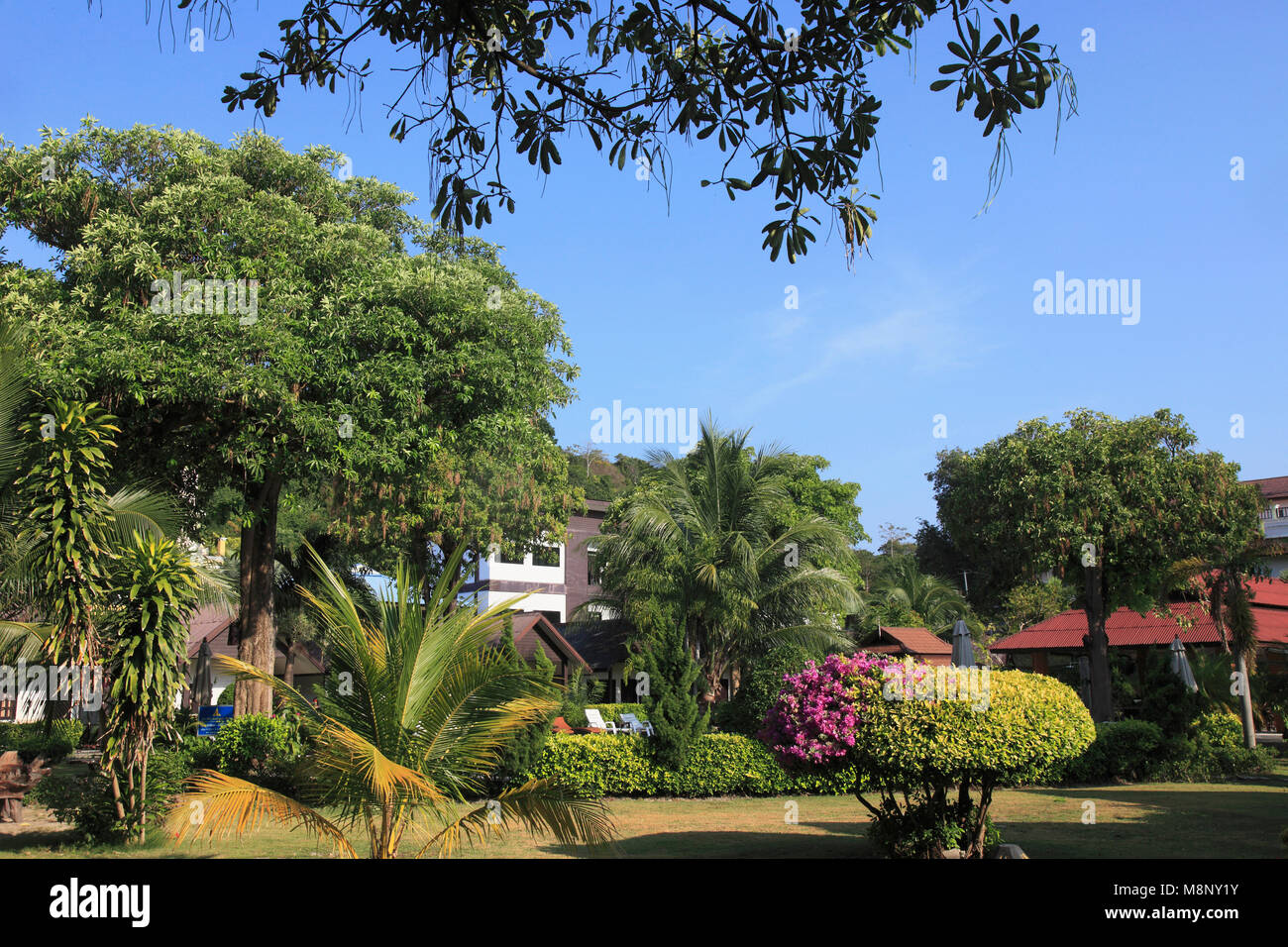 Tailandia, Krabi, Phi Phi Don, la isla jardín, flora, vegetación, Foto de stock