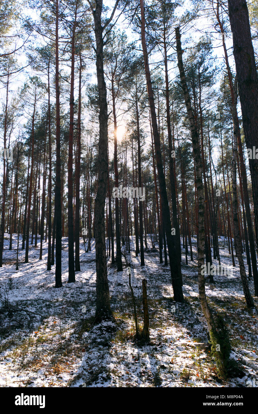 Espesura del bosque joven europeo a principios de primavera en el centro de Polonia mazovian mesetas cerca de Varsovia Foto de stock