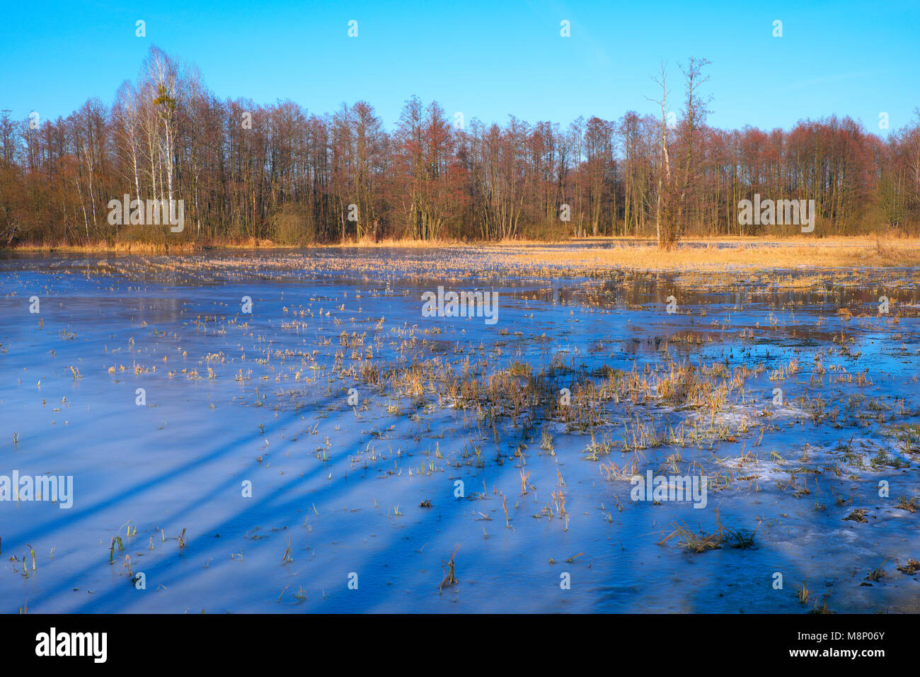 Vista panorámica del bosque inundado y congeladas praderas herbosas a principios de primavera en el centro de Polonia mazovian mesetas cerca de Varsovia Foto de stock