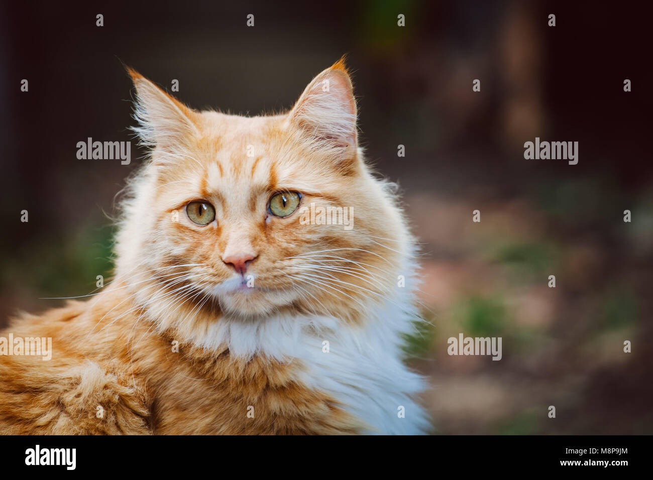Ginger cat retrato con espacio de copia Foto de stock
