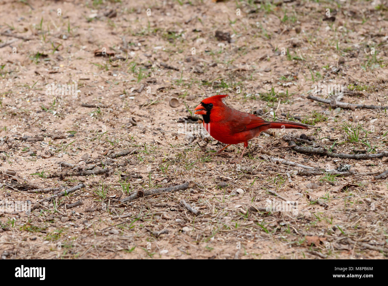 El cardenal en la tierra con la semilla en su boca. Foto de stock
