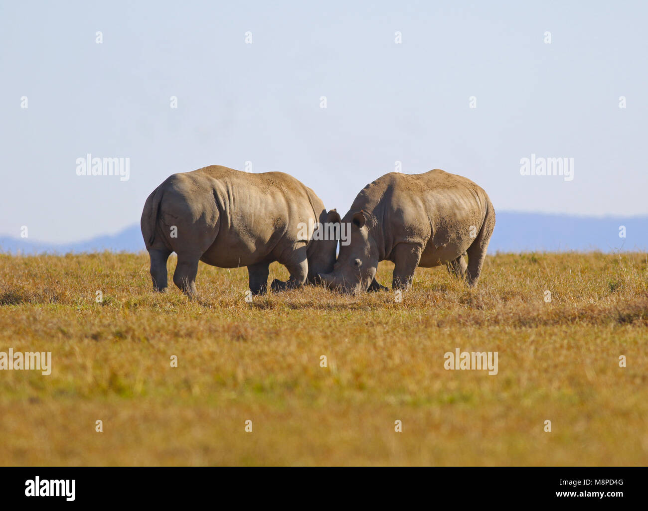 Rhino Love - dos rinocerontes socializando en ol Pejeta Conservancy, Kenia Foto de stock