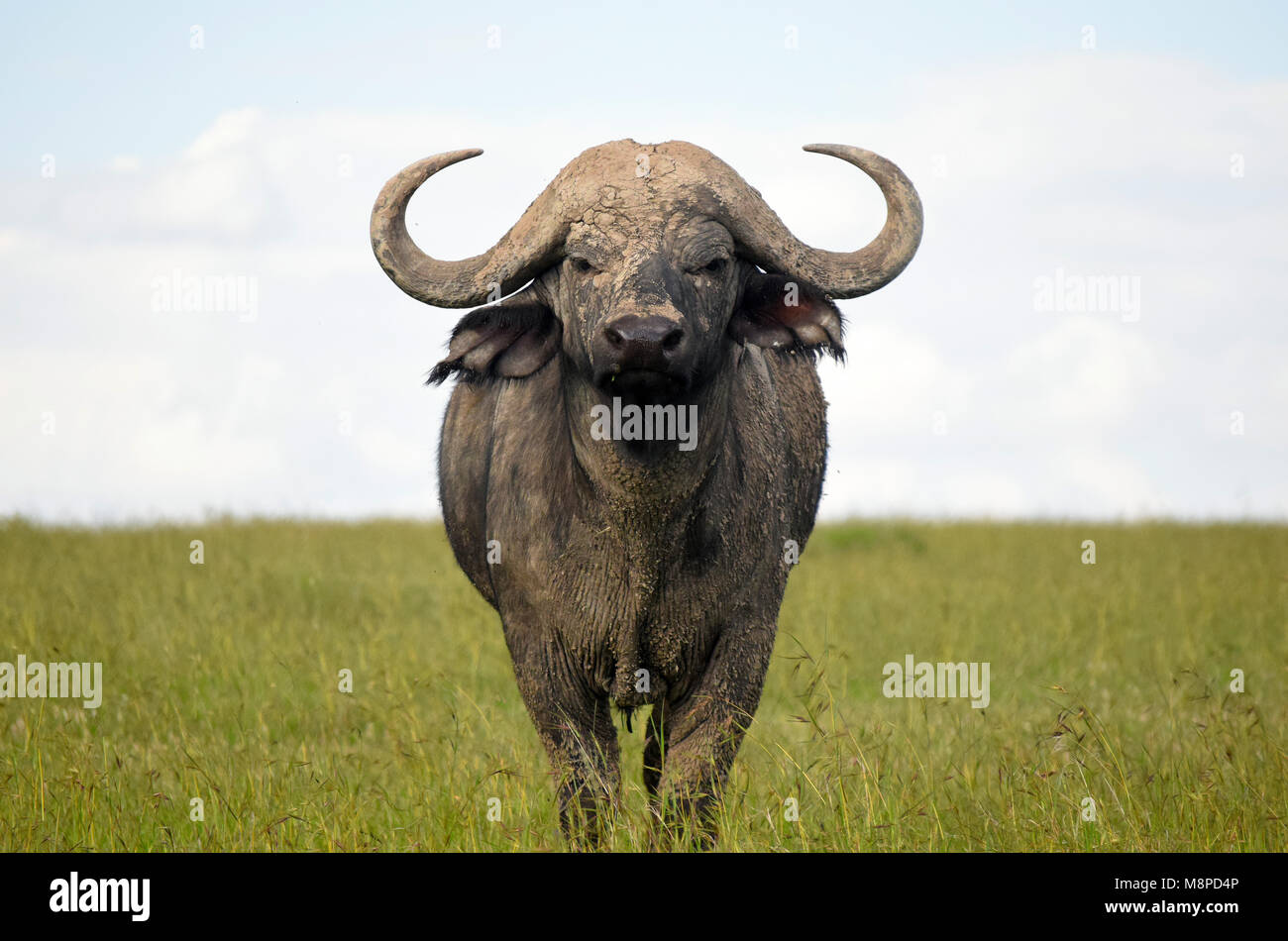 El imponente búfalo -búfalo de cabo mirando a la cámara, ol Pejeta Conservancy, Kenia Foto de stock