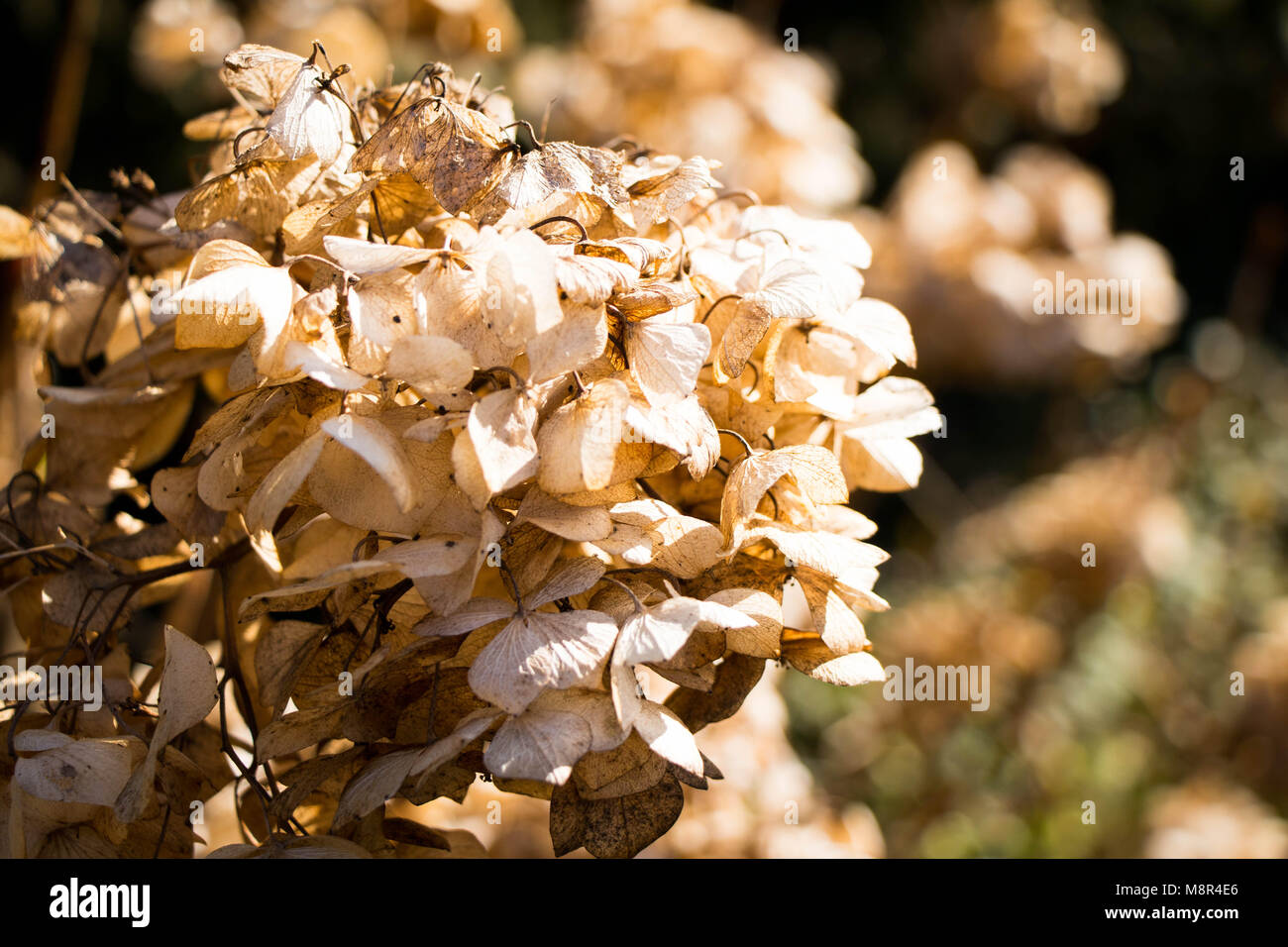 Seque hydrangea hortensia flores secas cerca antiguo Fotografía de stock -  Alamy