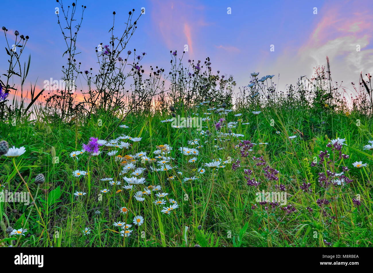Crepúsculo rosa a través de una pradera con floración verano chamomiles, orégano y otras aromáticas, medicinales y melíferas flores y hierbas - un romántico rur Foto de stock
