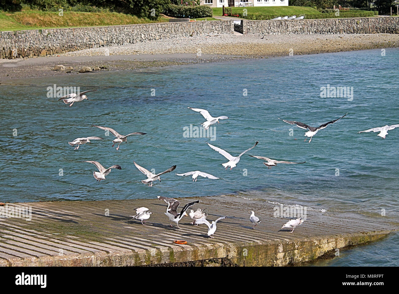 Gaviotas squabling sobre trozos de comida arrojados a una grada,castletownshend costero,West Cork, Irlanda Foto de stock