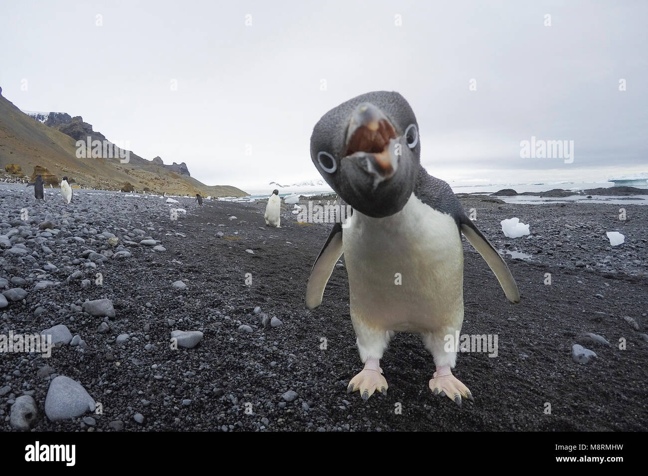 Close Up retrato de un pingüino Adelia en Brown Bluff, en la Antártida. Foto de stock