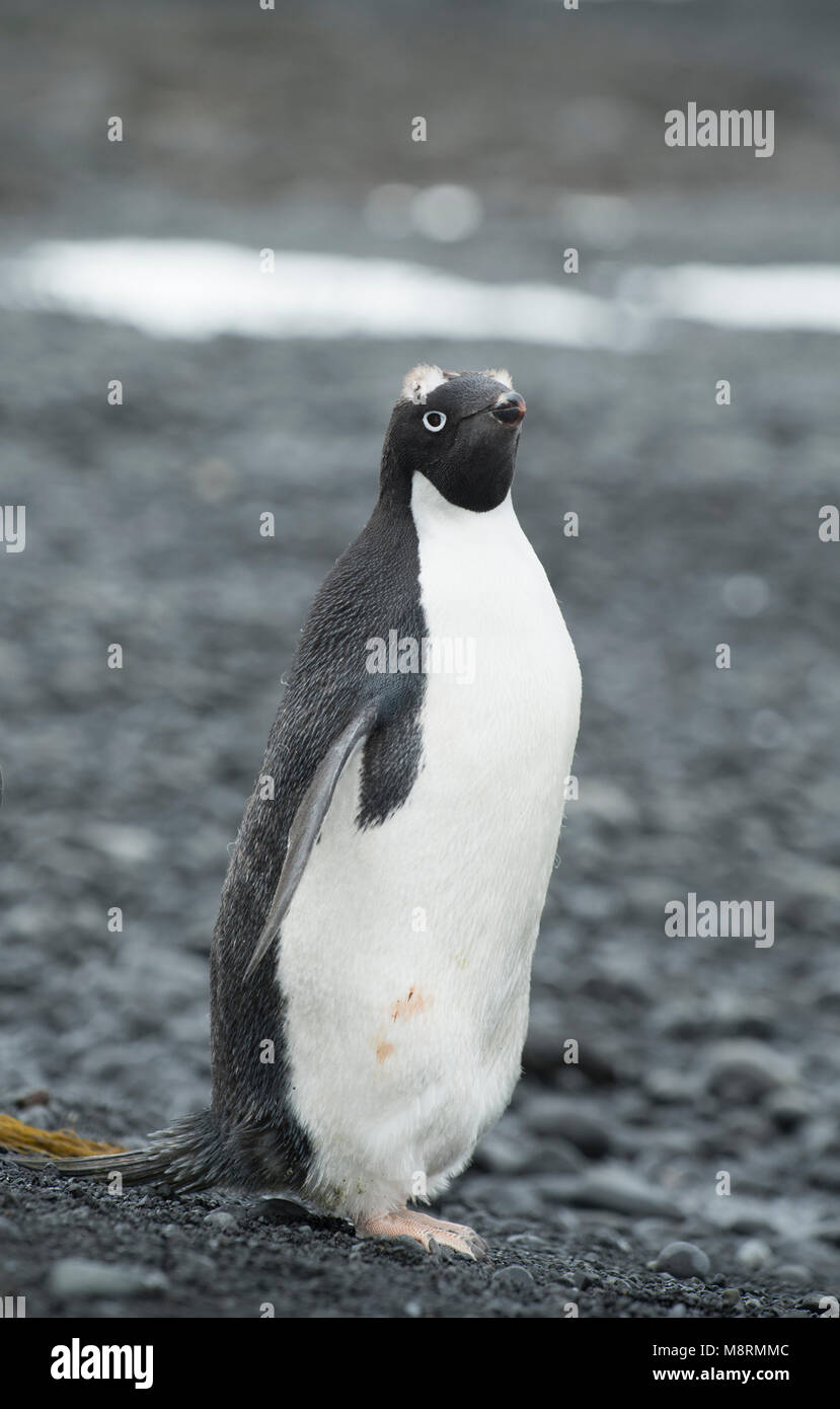 Un pingüino Adelia se encuentra a lo largo de la costa en Brown Bluff, en la Antártida, en las etapas tardías de la muda, con plumas visibles en la parte superior de su cabeza. Foto de stock