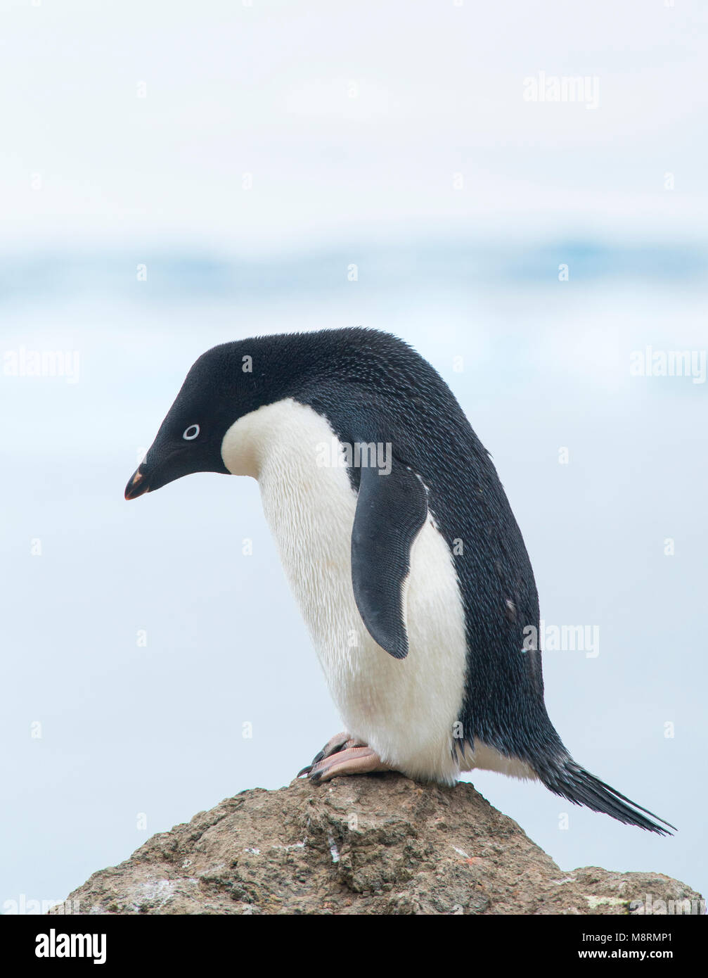 Un pingüino Adelia se levanta sobre la cima de una costa rocosa en Brown Bluff, en la Antártida. Foto de stock