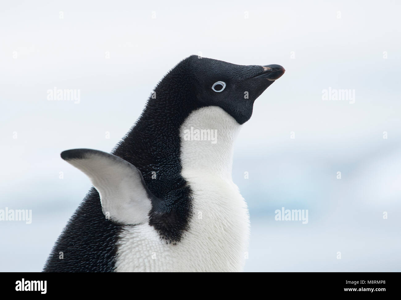 Un pingüino Adelia extiende sus alas en la Antártida. Foto de stock