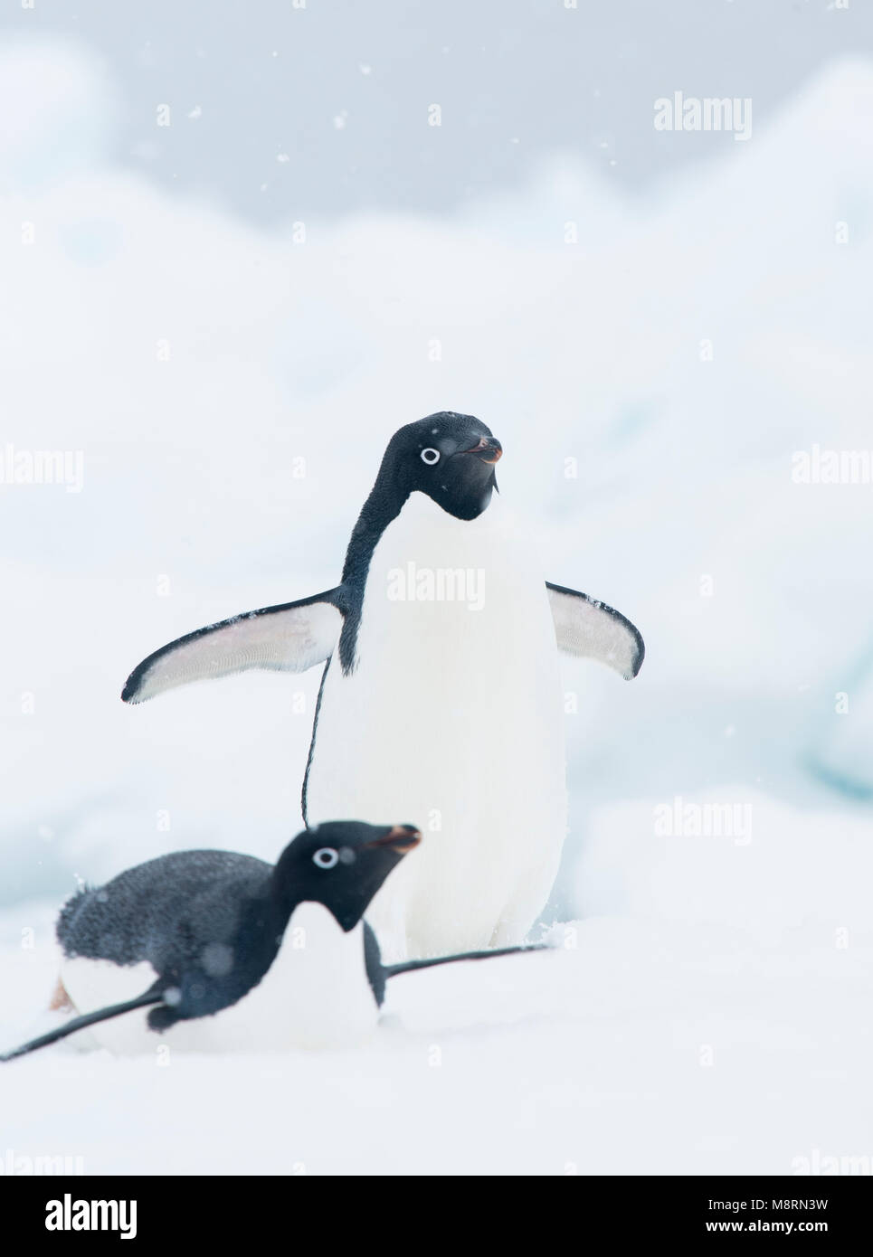 La nieve cae en dos pingüinos Adelia en un témpano de hielo en la Antártida. Foto de stock