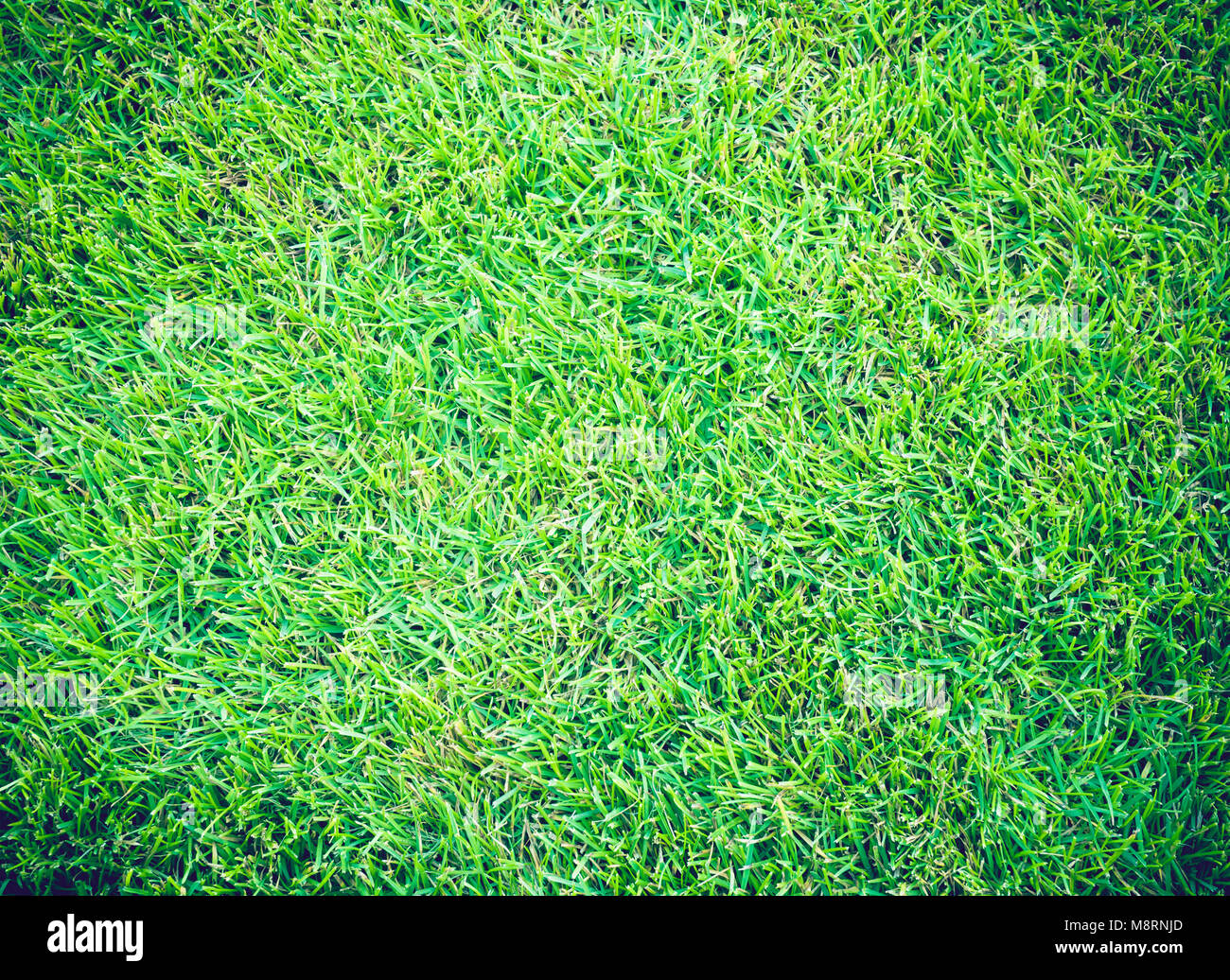 Campos de Golf de césped verde fondo de textura patrón Foto de stock
