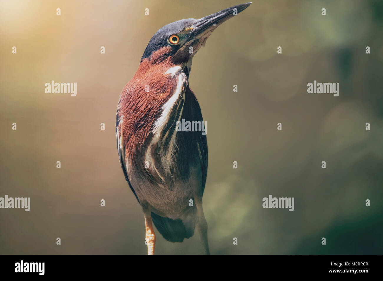 Cerca de Green Heron donde se posan en el exterior Foto de stock