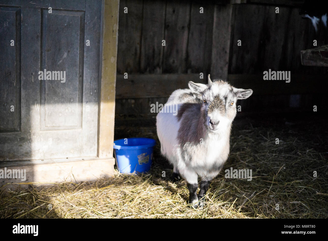 Pie de cabra en el heno en el granero Foto de stock