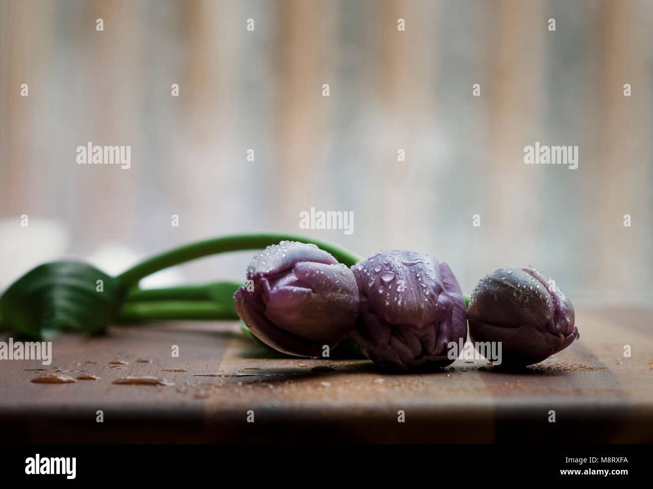 Close-up de wet purple tulipanes en la mesa de madera Foto de stock