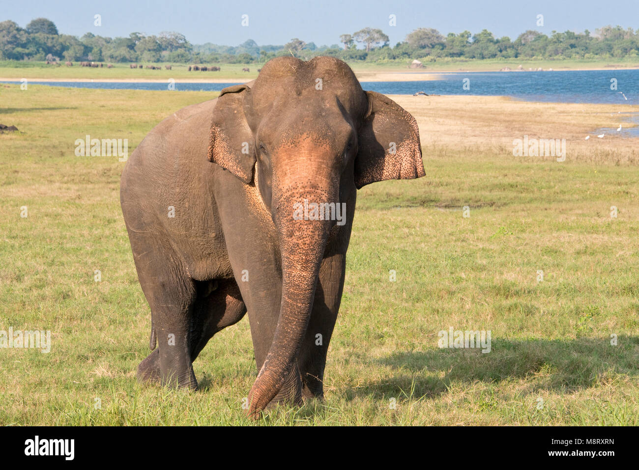 Un único elefante de Sri Lanka en Minneriya Parque Nacional en un día soleado con el cielo azul. Foto de stock