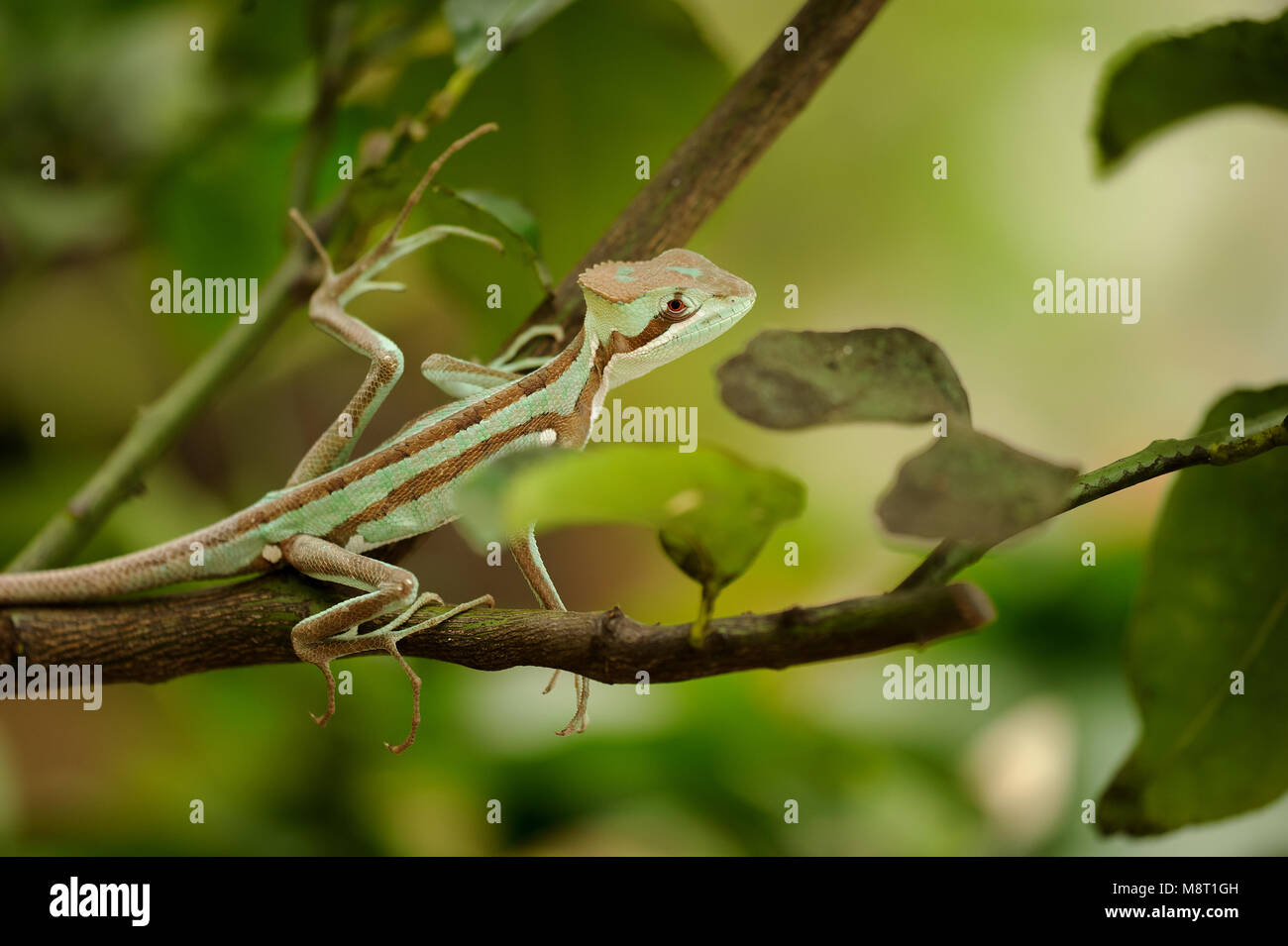 Basilisk . En la rama de lagarto. Acercamiento a Laemanctus Serrato. Dragón mexicano. Honduras y Guatemala fauna especias Foto de stock