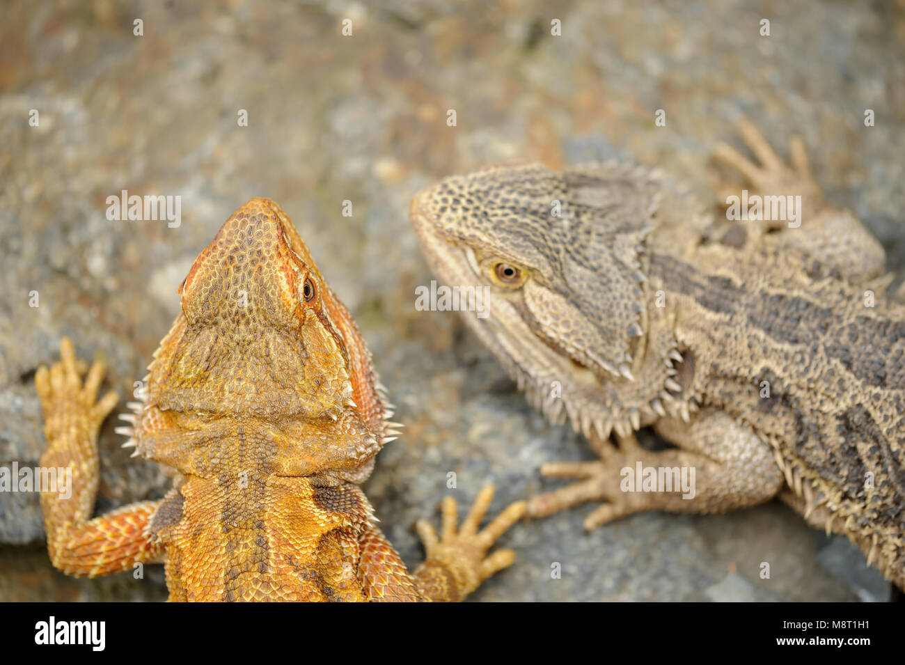 Dragón barbudo central de la parte superior. Dos animales lagarto en la roca. Pet de Australia. Foto de stock