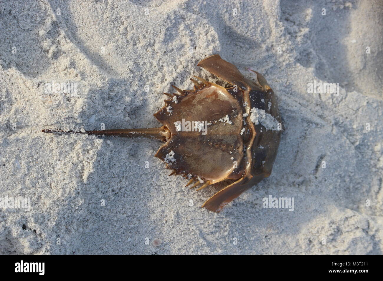 En la playa cangrejo herradura Fotografía de stock Alamy Cangrejo Herradura Fotos e Imágenes de stock Alamy