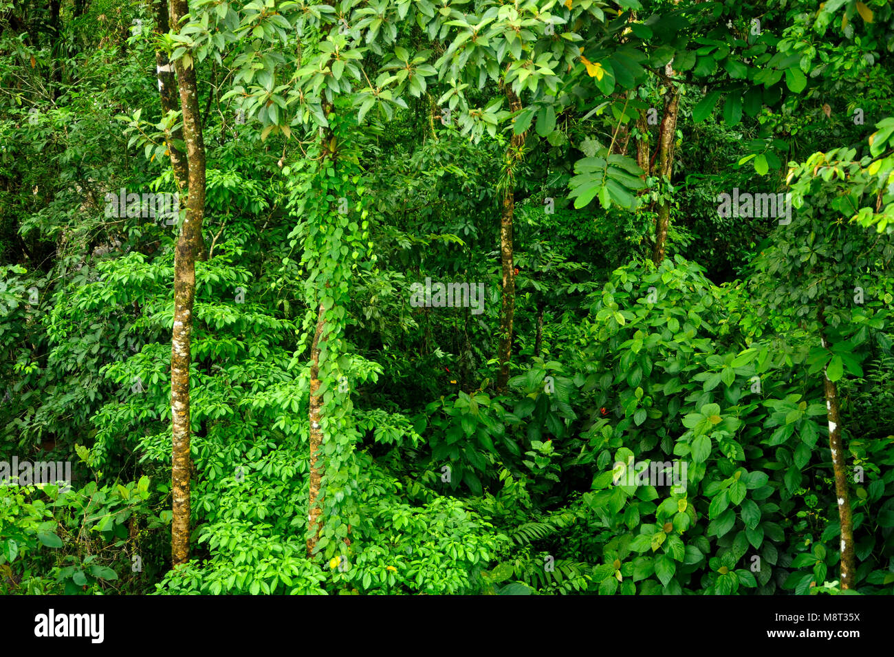 Exuberantes plantas tropicales rodean la vida de la selva senderos en la Reserva Biológica Trimbina en Costa Rica. Foto de stock