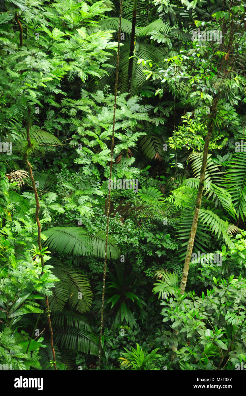 Raíces aéreas raíces están por encima del suelo y se encuentran en diversas especies de plantas Raíces aéreas raíces están por encima del suelo y se encuentran en diversas especies de plantas