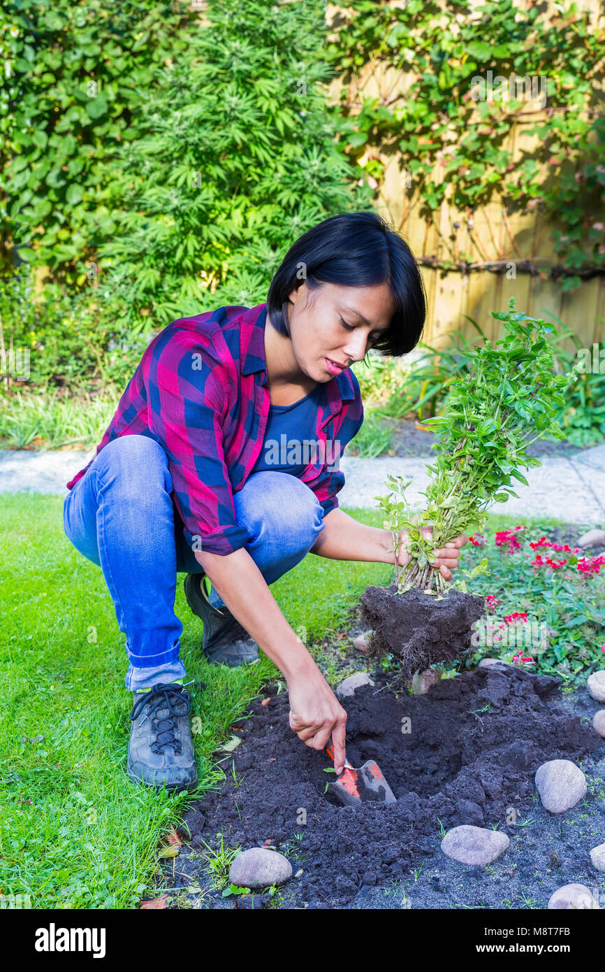 Mujer europea de siembra de plantas de albahaca en el suelo de jardín. Foto de stock