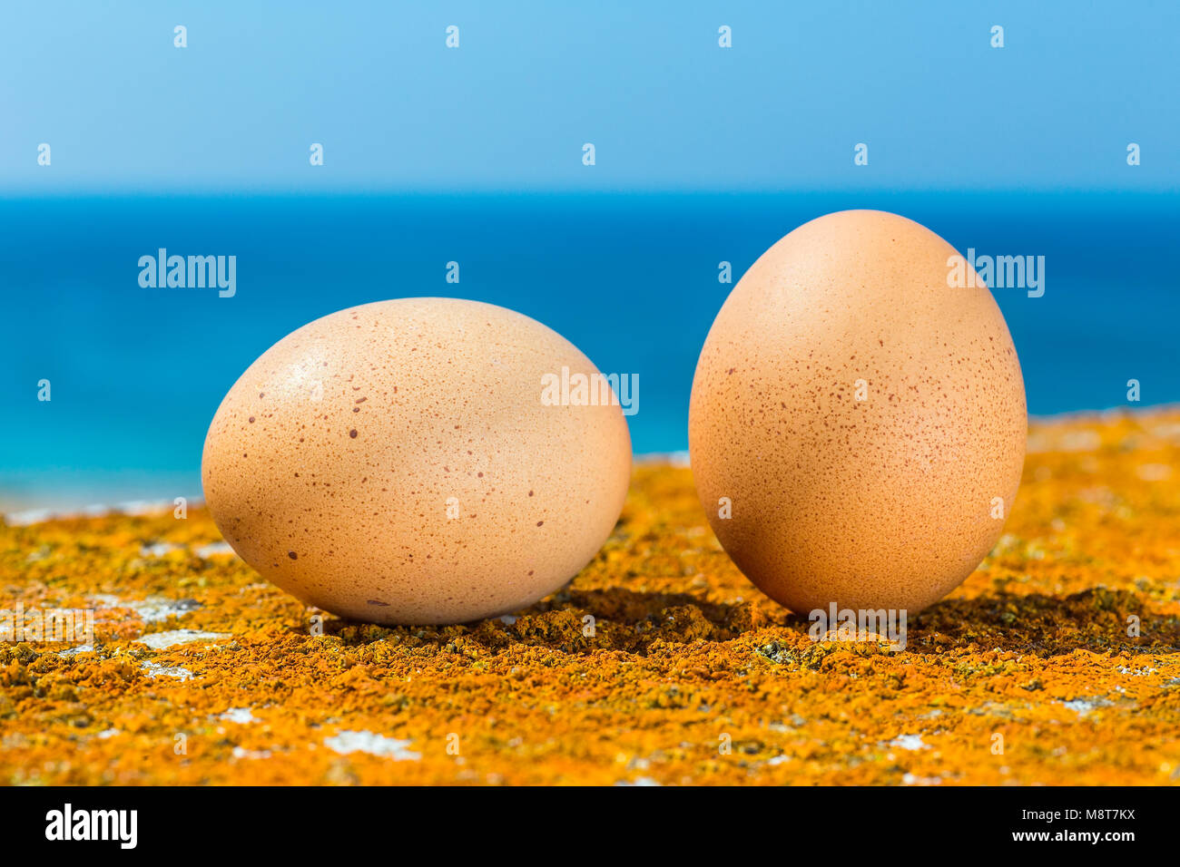 Dos huevos de gallina acostado en líquenes de color naranja con el azul del mar Foto de stock