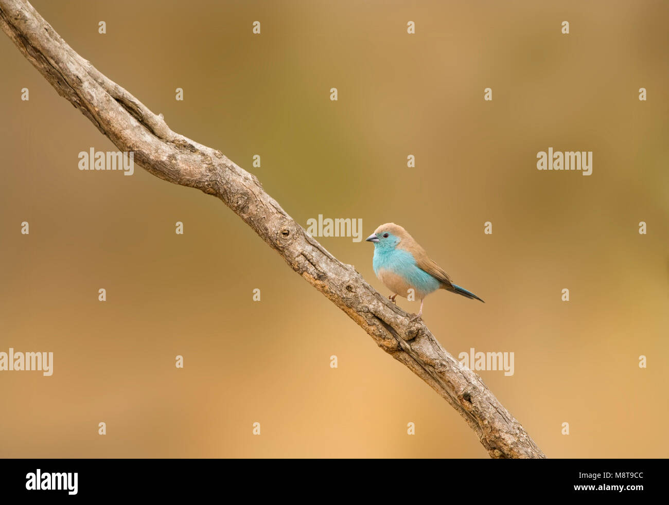 Angolees Blauwfazantje, Azul, Uraeginthus Waxbill angolensis Foto de stock