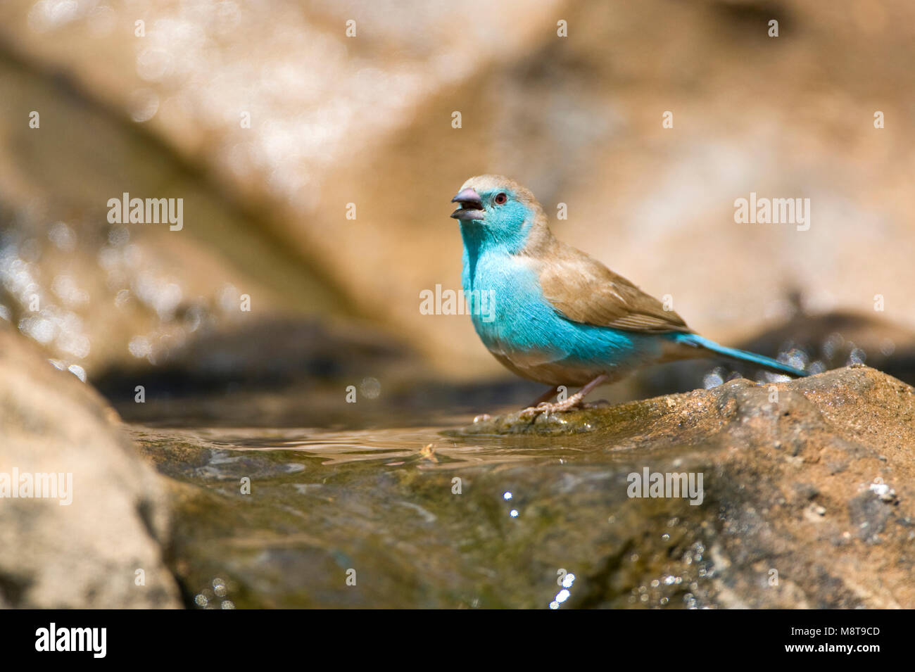 Angolees Blauwfazantje, Azul, Uraeginthus Waxbill angolensis Foto de stock