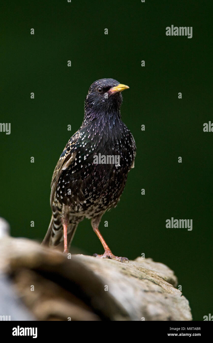 En Spreeuw Volwassen zit; Adulto Estornino Pinto encaramado Foto de stock