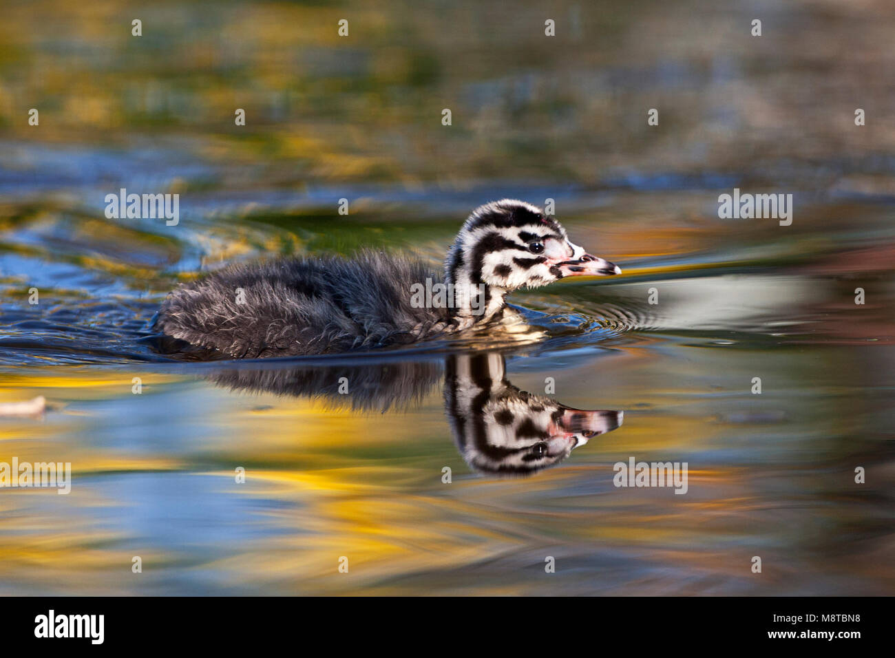 Fuut, somormujo lavanco, Podiceps cristatus Foto de stock