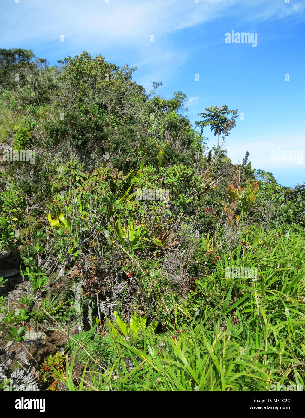 San Lorenzo ridge; El Dorado Reserva de Aves, Sierra Nevada, montañas de Santa Marta, Colombia Foto de stock
