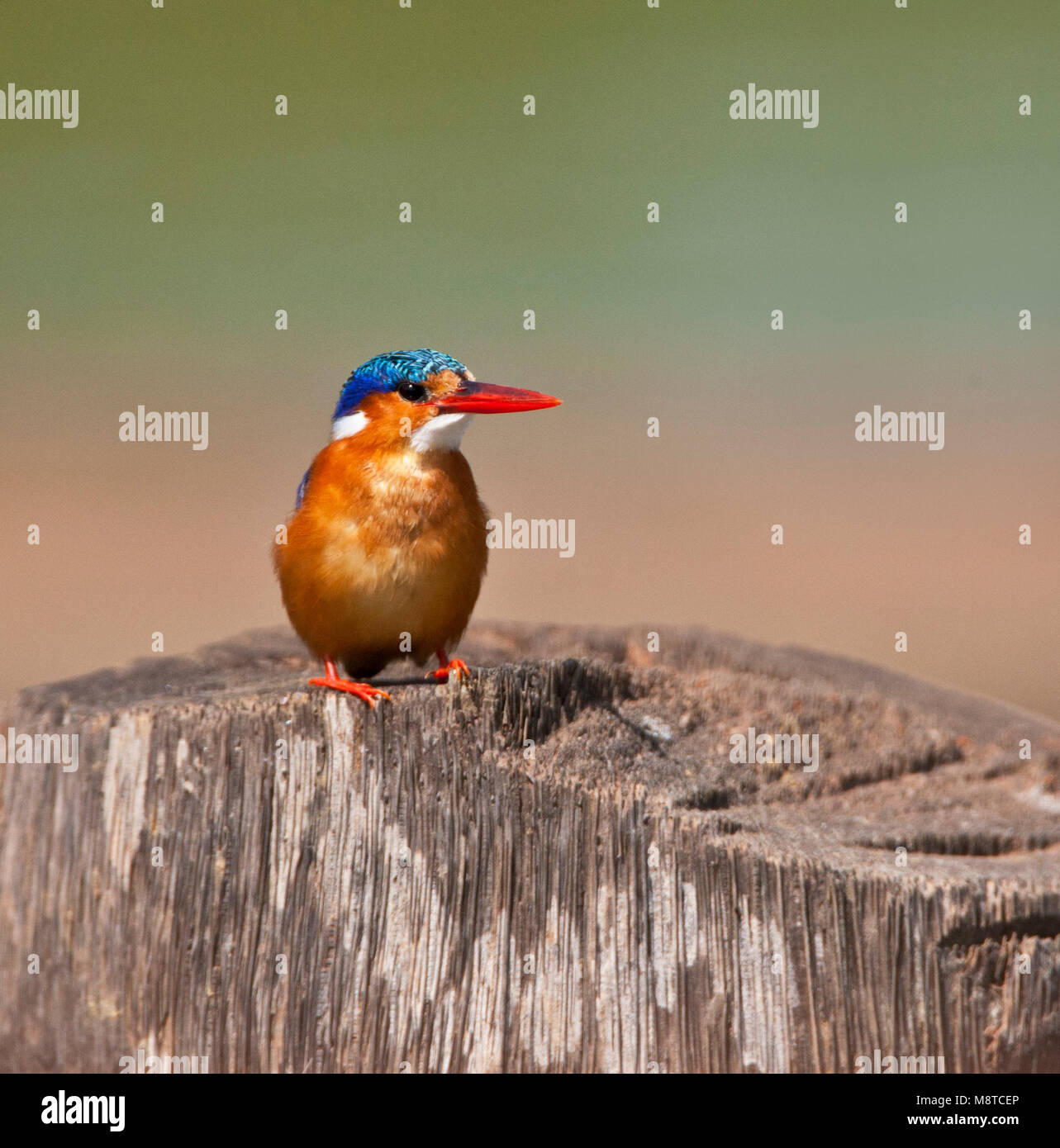 Kleine Gekuifde IJsvogel, malaquita Kingfisher, Alcedo cristata Foto de stock
