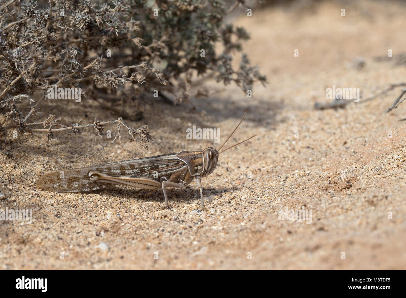 La langosta del desierto (Schistocerca gregaria) Foto de stock