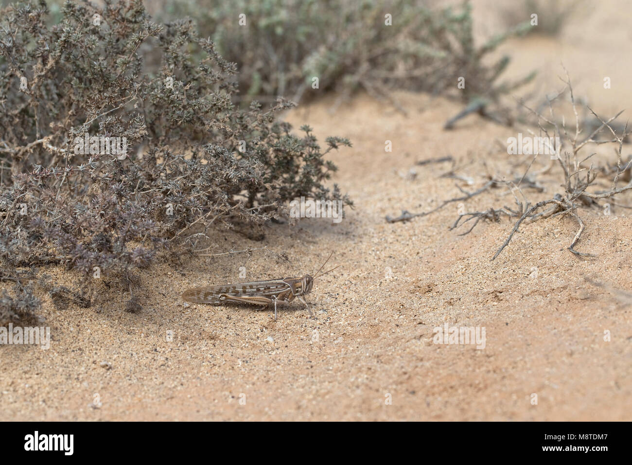 La langosta del desierto (Schistocerca gregaria) Foto de stock