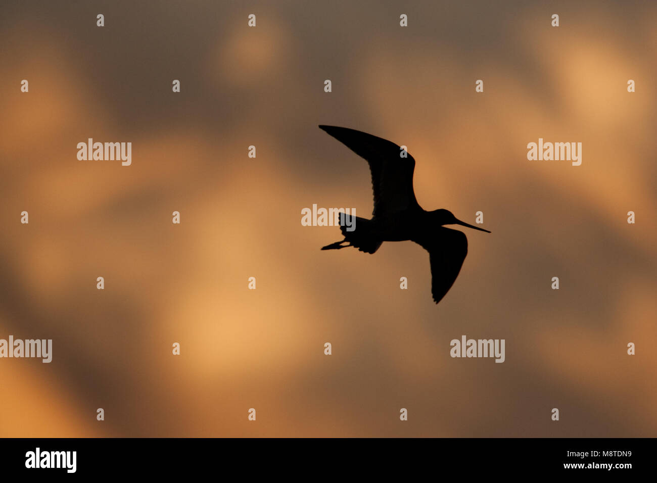 En Grutto de vlucht; negro-tailed Godwit en vuelo Foto de stock