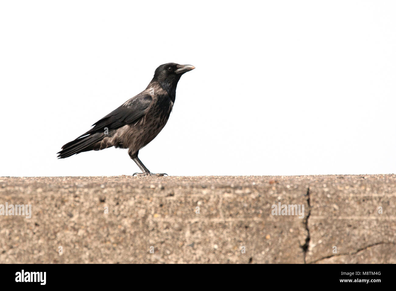 Hybride Bonte Kraai x Zwarte Kraai zittend op stenen muur; Hybrid encapuchado Crow x Carrion Crow encaramado sobre el muro de piedra Foto de stock