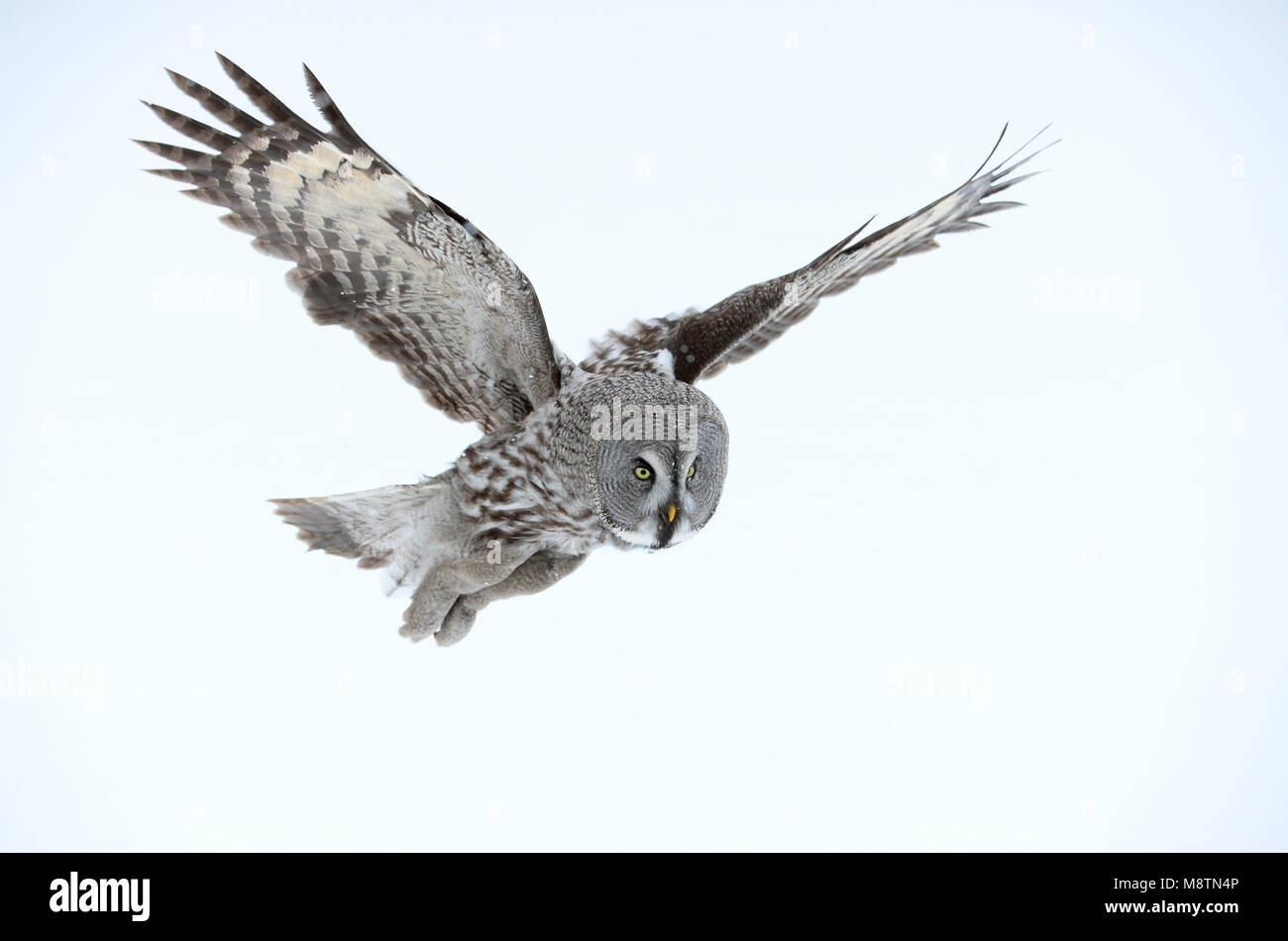 Laplanduil vliegend; Gran Búho gris volando Foto de stock