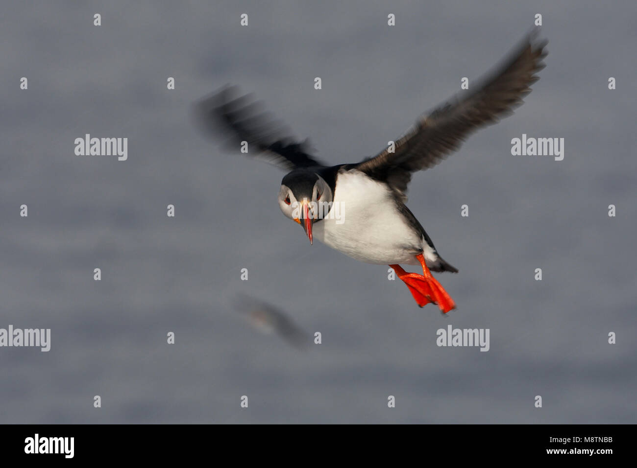 Papegaaiduiker vliegend; Atlantic Puffin volando Foto de stock