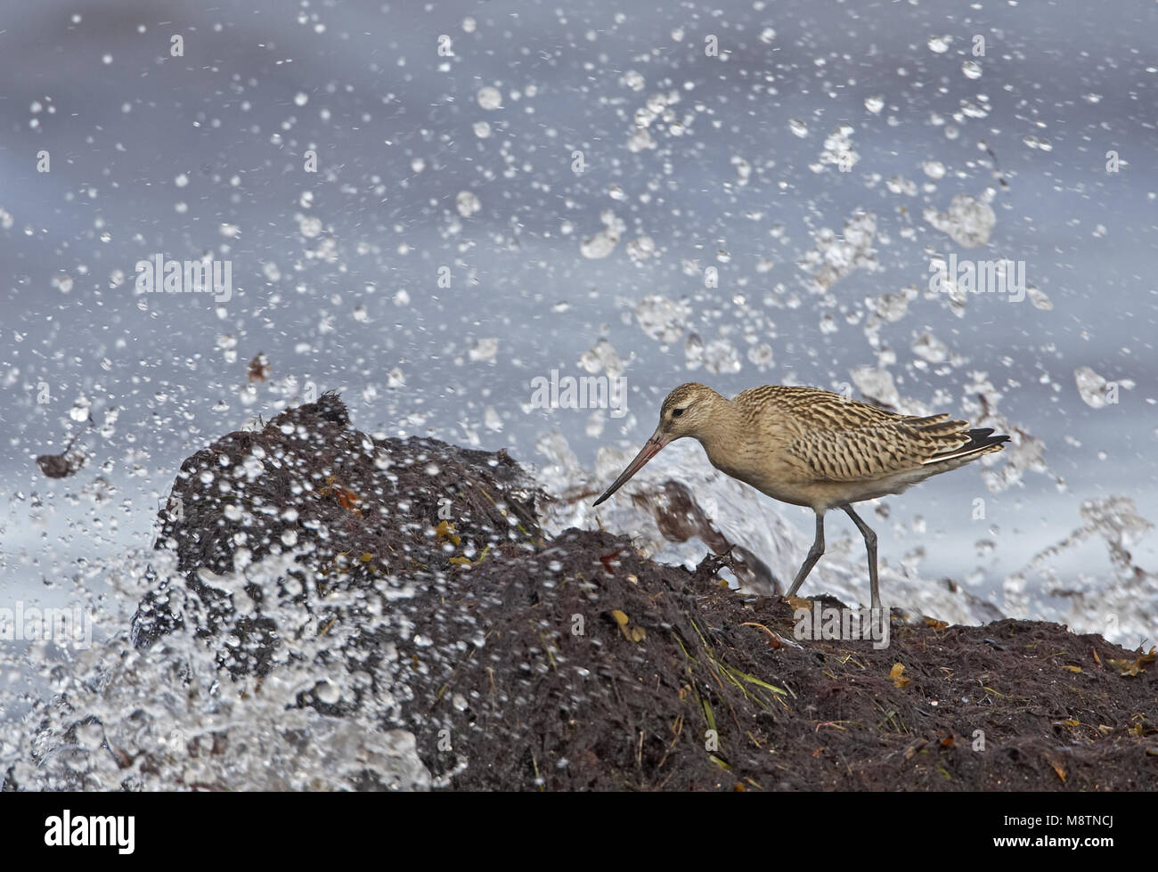 Bar-tailed Godwit forrajeando en costa rocosa, Rosse Grutto foeragerend aan de kust pudriciones. Op. Foto de stock