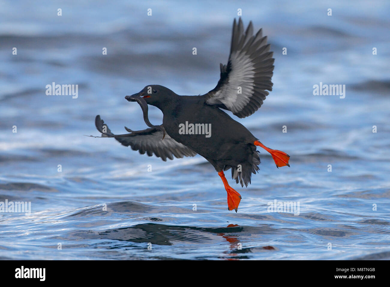 Zwarte Zeekoet volwassen zomerkleed lanend op het agua; Guillemot negro plumaje adulto verano aterrizar en el agua Foto de stock