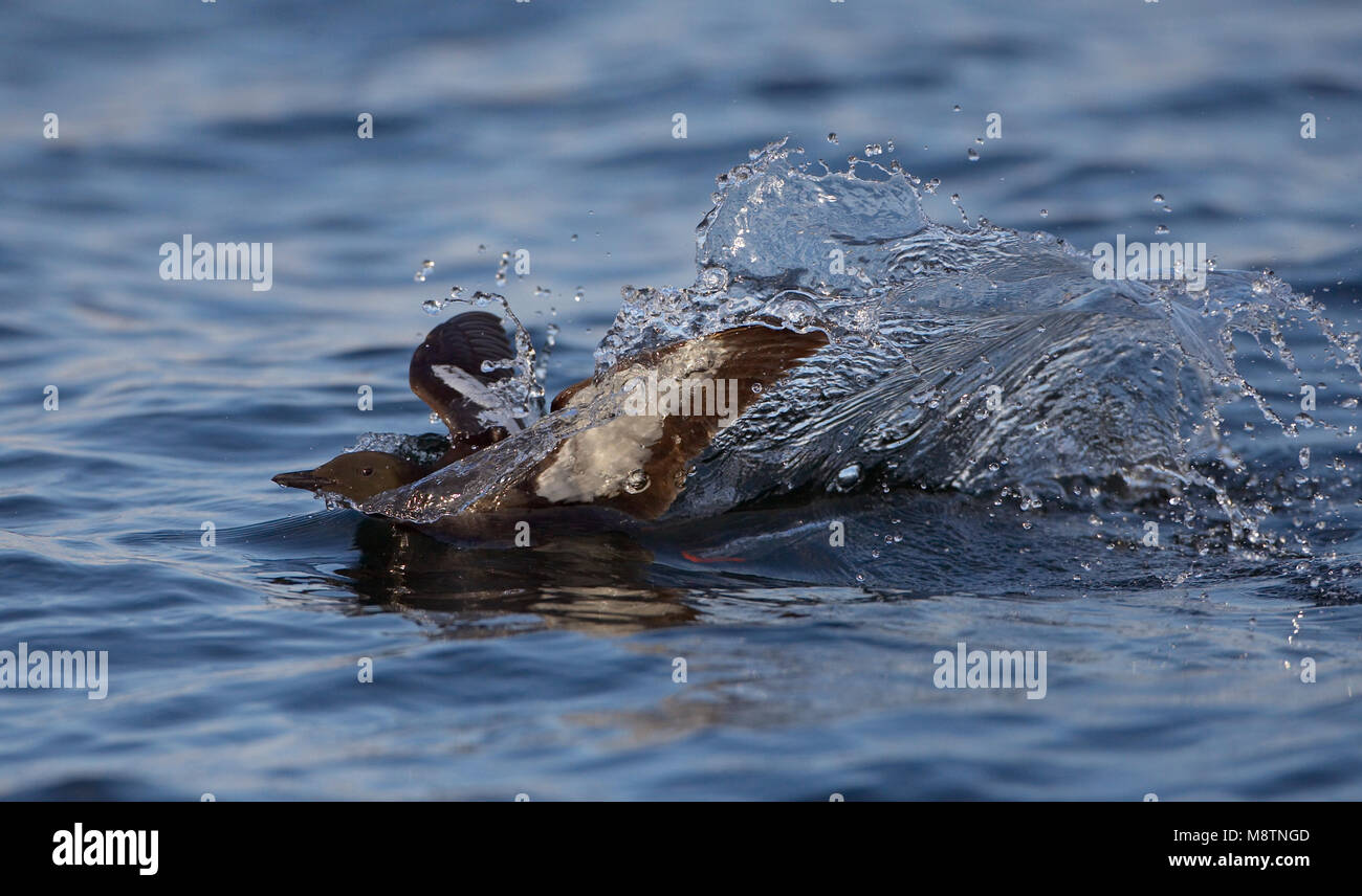 Zwarte Zeekoet volwassen zomerkleed lanend op het agua; Guillemot negro plumaje adulto verano aterrizar en el agua Foto de stock