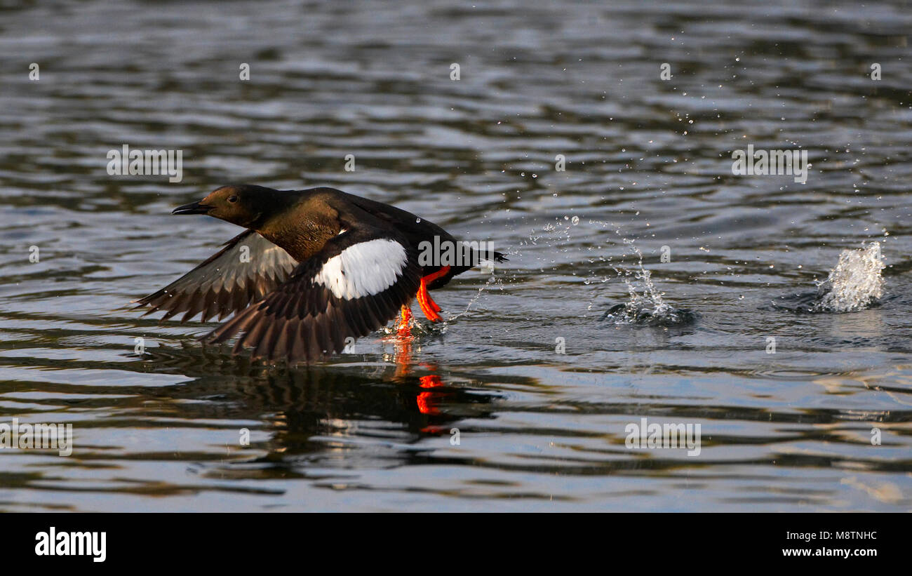Zwarte Zeekoet opvliegend uit agua; Black Guillemot volar fuera del agua Foto de stock