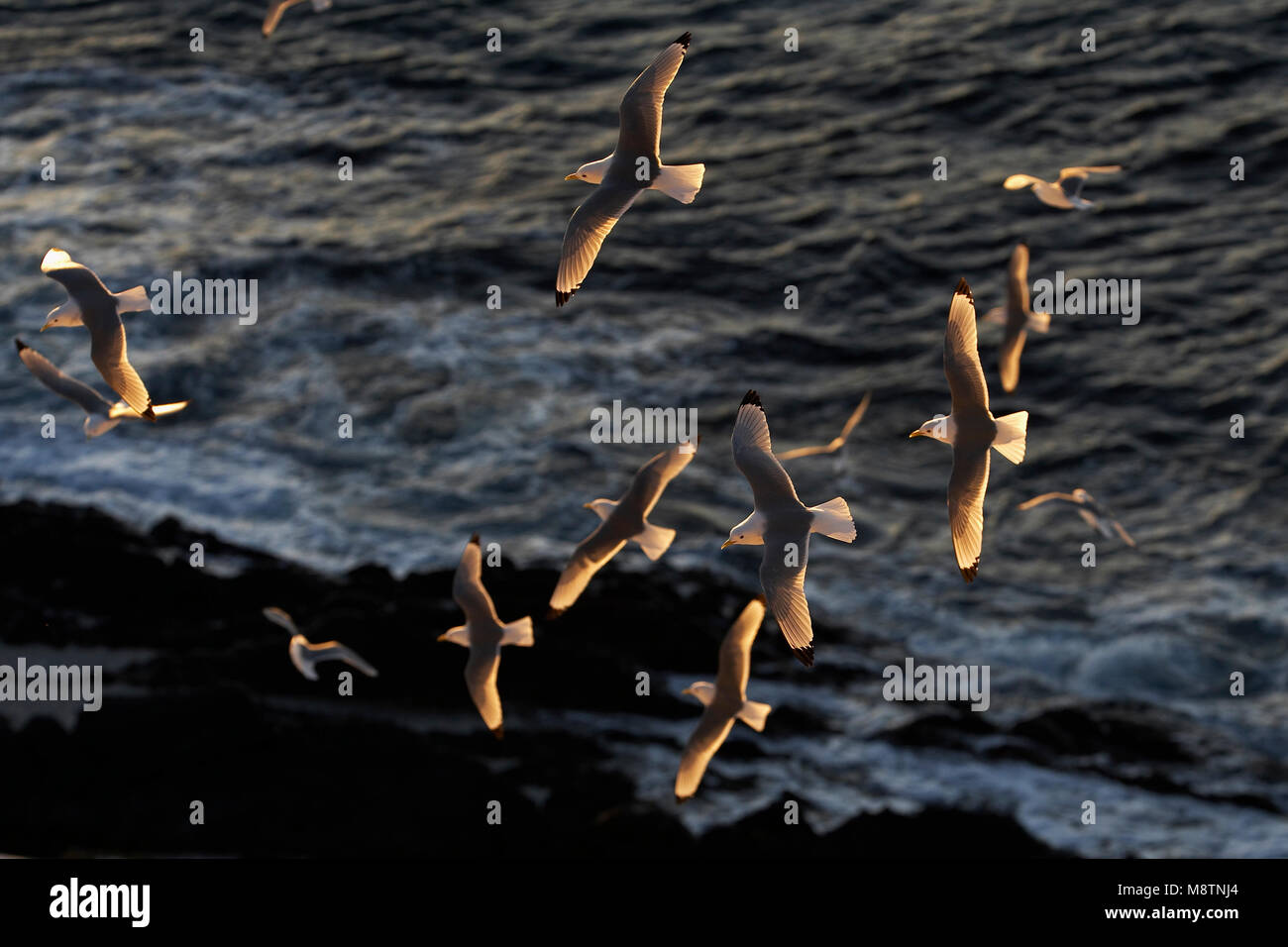 Drieteenmeeuw volwassen vliegend; patas negras adultas Kittiwake volando Foto de stock