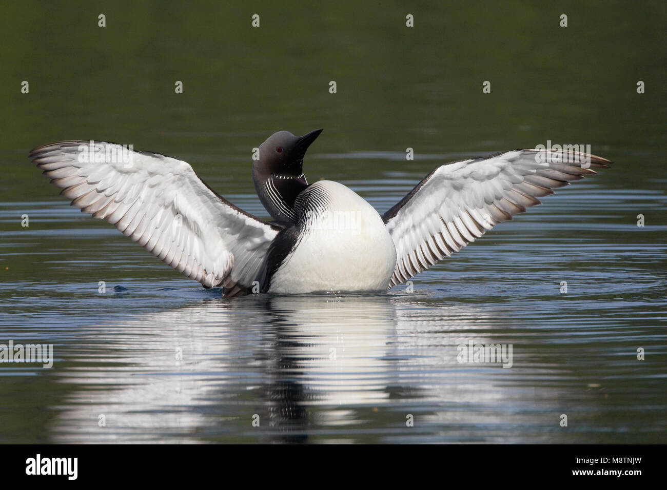 Vleugels Parelduiker wijd en agua; Black-throated Loon alas en el agua Foto de stock