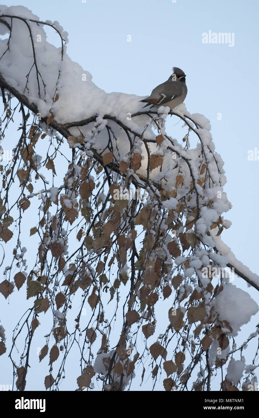 Bohemian Waxwing sentado en la nieve cubrió la rama; Bessen Pestvogel zittend op besneeuwde tak Foto de stock